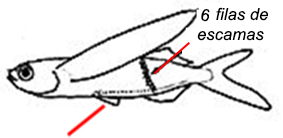 Exocoetus volitans(Clave)